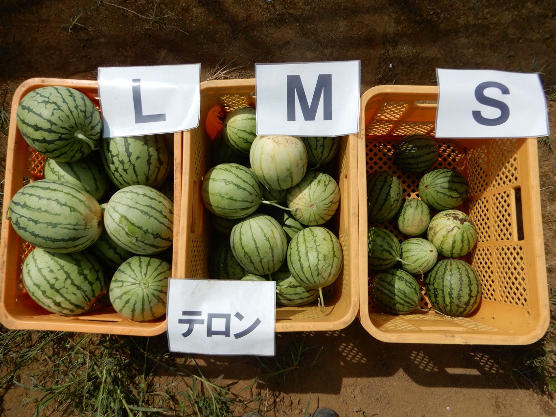 Large Watermelons Telone